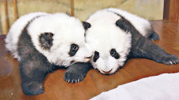 兩隻大熊貓名命為「友友」和「久久」。