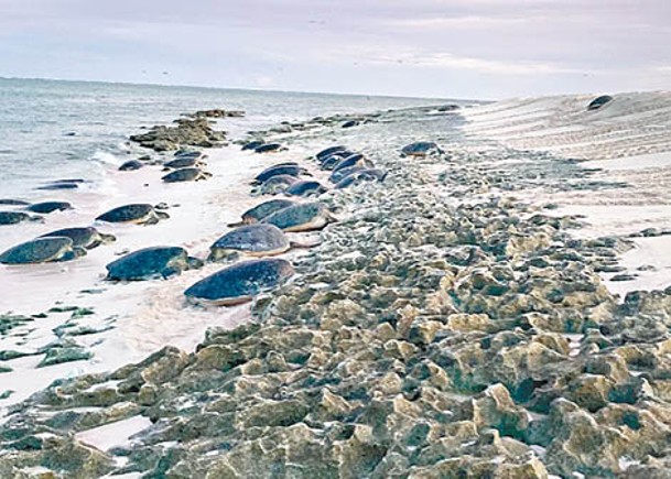 雷恩島保育計劃  堆沙助海龜繁殖