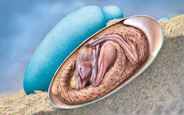 偷蛋龍胚胎在蛋內姿勢如同鳥類；圖為構想圖。