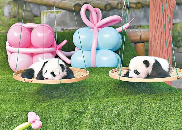 重慶市動物園的雙胞胎大熊貓「奇珍」、「奇寶」迎來百日宴。（中新社圖片）