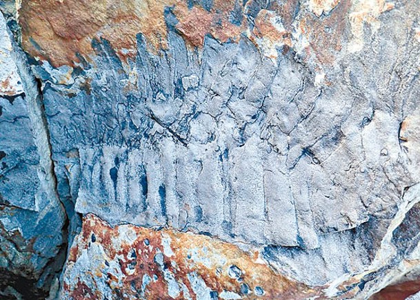 2.5米巨型千足蟲化石  英海灘出土