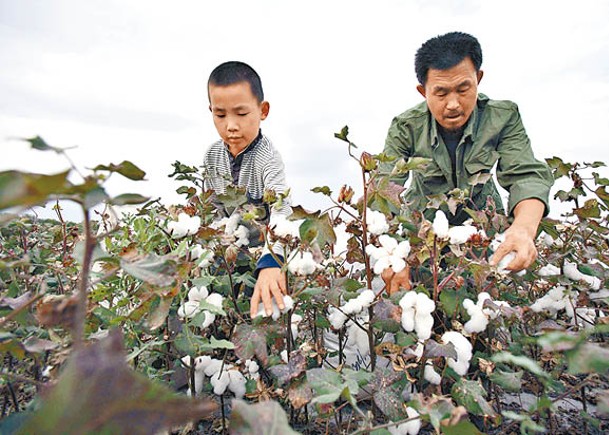 華研究指美涉疆制裁  礙全球棉花產業鏈
