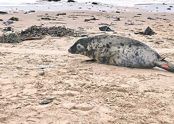 RSPCA人員把灰海豹放歸海洋。