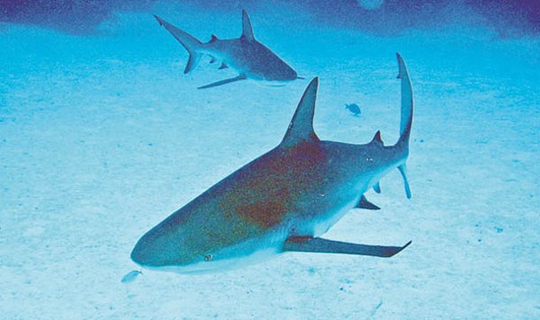Carcharhinus tingae是已絕種的史前鯊魚。
