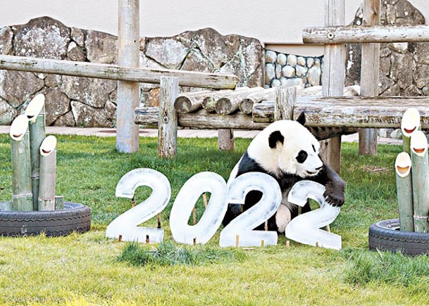 大熊貓抱冰雕迎新年