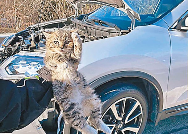 貓貓困車引擎幸獲救