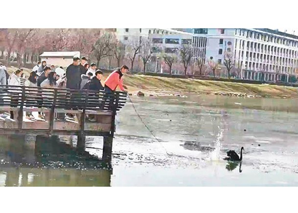 黑天鵝困冰湖  鄭州學生棍繩解救