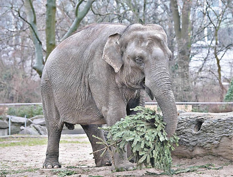 大象用象鼻捲起冷杉。