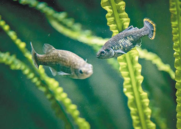 高體宗谷鱂曾在墨西哥野生環境中滅絕。