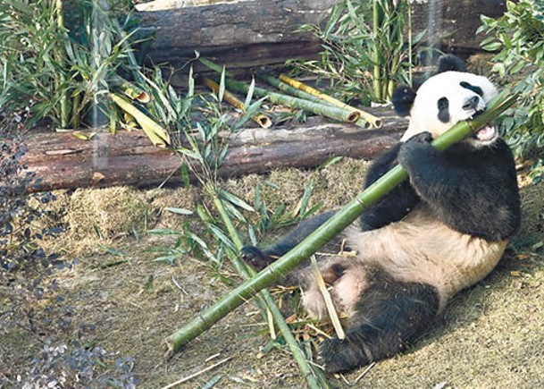 大熊貓在擴建區「新家」享用美食。（中新社圖片）
