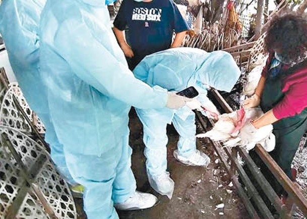 台現H5N2禽流感 防疫所殺7.2萬隻雞