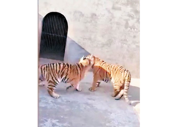 園方聲稱該兩隻老虎均未滿一歲。