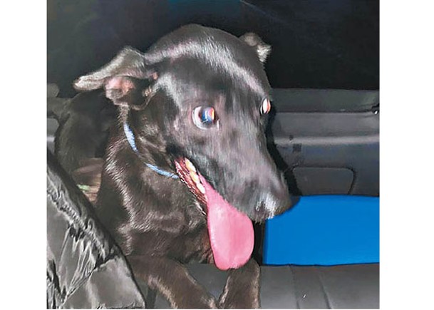 其中一隻被偷的黑狗獲警員救出。