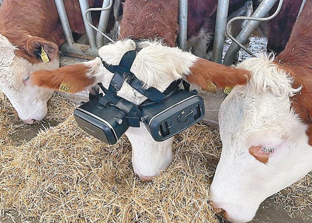 乳牛戴VR眼罩  置身美景助產奶