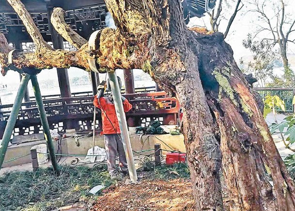 對症下藥  杭州西湖新法修復古樹