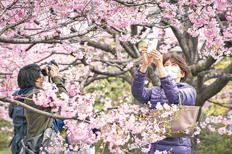 全國櫻花將會比往年提早開花。（Getty Images圖片）