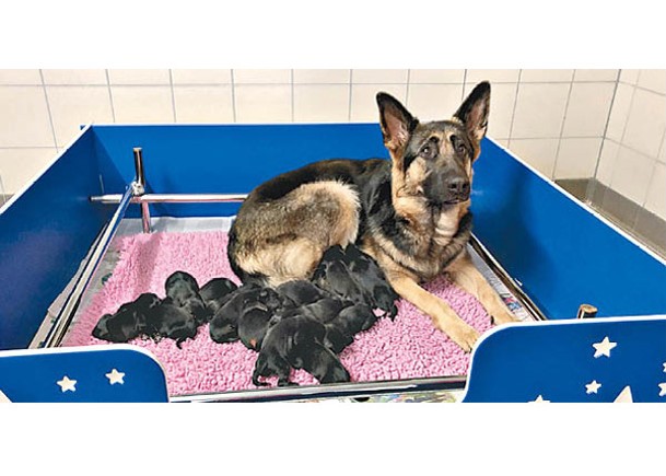 牧羊犬一胎誕16隻寶寶