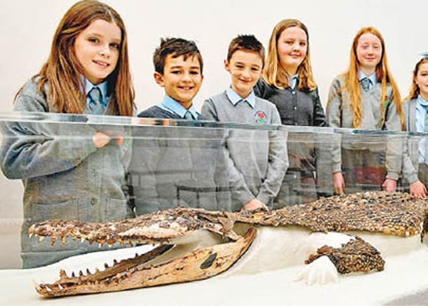 英小學藏120年鱷魚遺骸