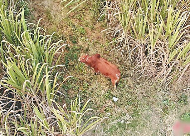 民警用無人機發現公牛藏身位置。