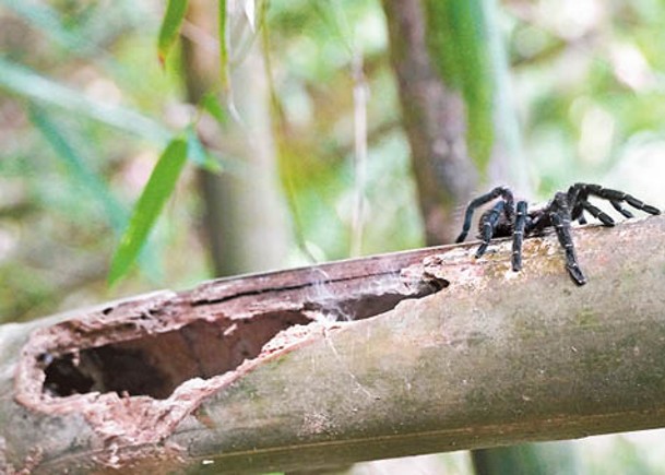 泰國網紅探險  發現新品種狼蛛