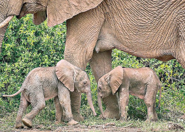 肯尼亞大象罕誕龍鳳胎