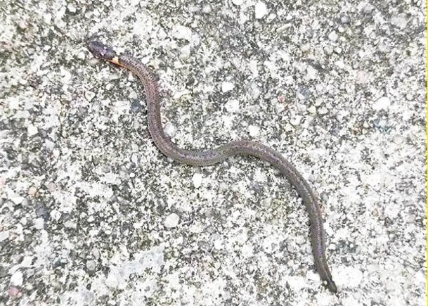 鈍尾兩頭蛇在南山省級自然保護區出沒。