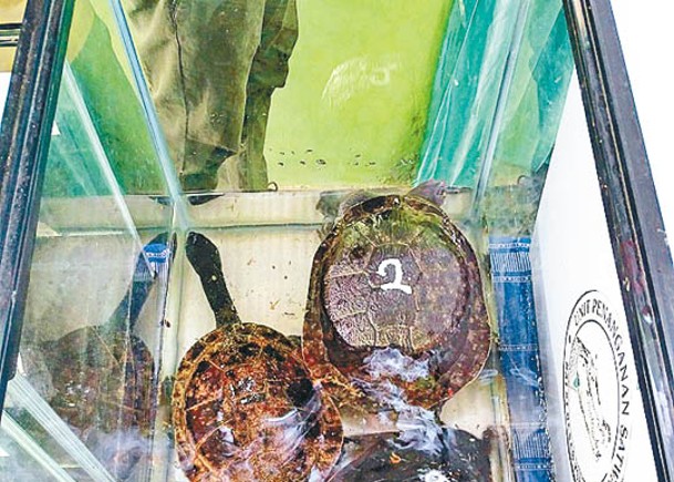 13瀕危長頸龜星洲送回印尼