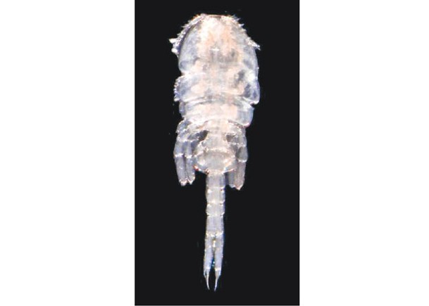 日本發現新寄生蟲「咬尾蟲」。