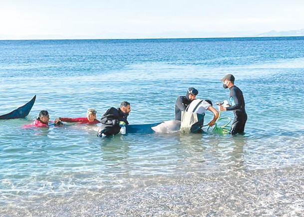 救援人員下水查看柯氏喙鯨傷勢。