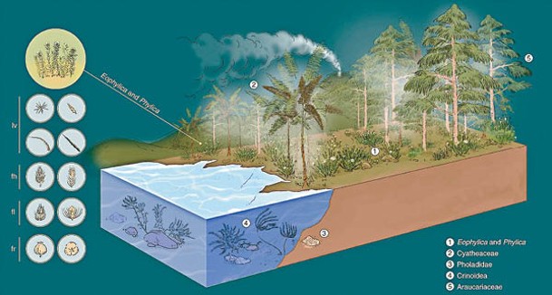鼠李科植物在古時生長環境的模擬圖。