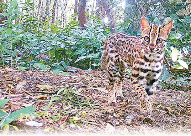 豹貓現身海口五源河國家濕地公園。