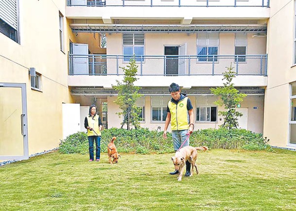 新竹市提供順利出養的流浪犬首年免費寵物保險。（中時電子報圖片）