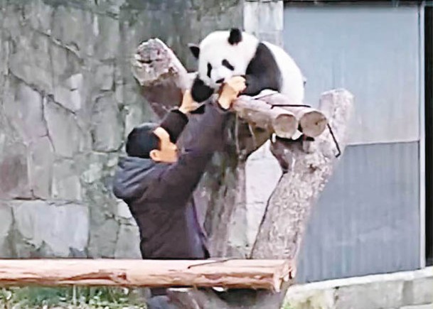 飼養員嘗試抱走撒嬌攬着樹幹的大熊貓寶寶。