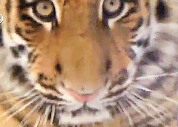 一隻老虎寶寶好奇地看着鏡頭。（電視畫面）