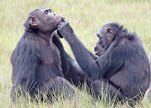 以昆蟲療同伴黑猩猩或具同理心