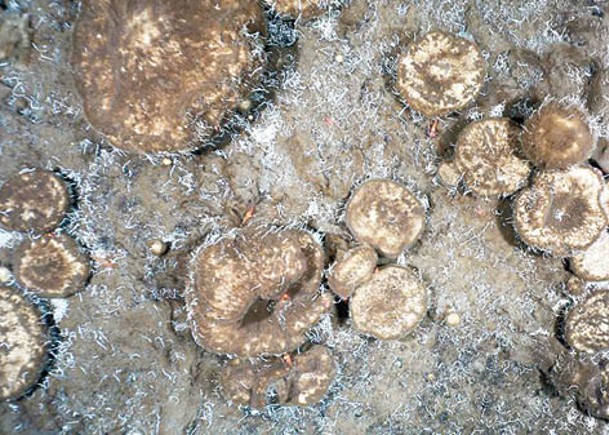 研究團隊證實，巨型海綿體進食史前化石殘骸維生。
