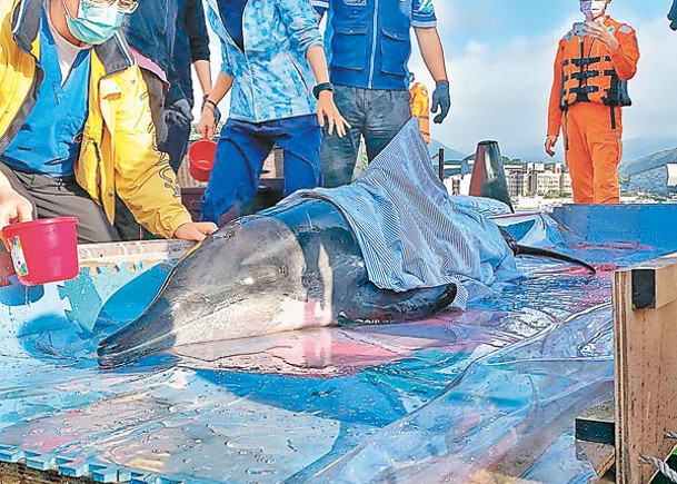 海巡署人員合力運送海豚。