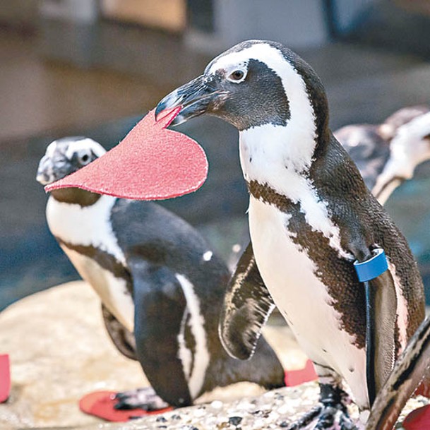 加州科學院舉辦企鵝玩飛碟直播。