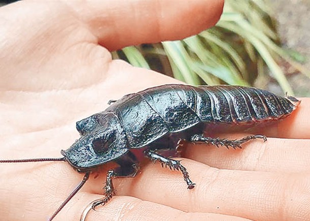 英國有動物園推出情人節蟑螂取名活動。