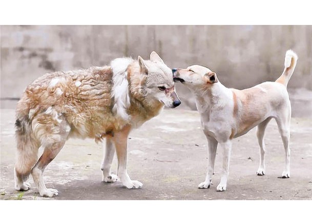 公狼（左）與母犬（右）同住。