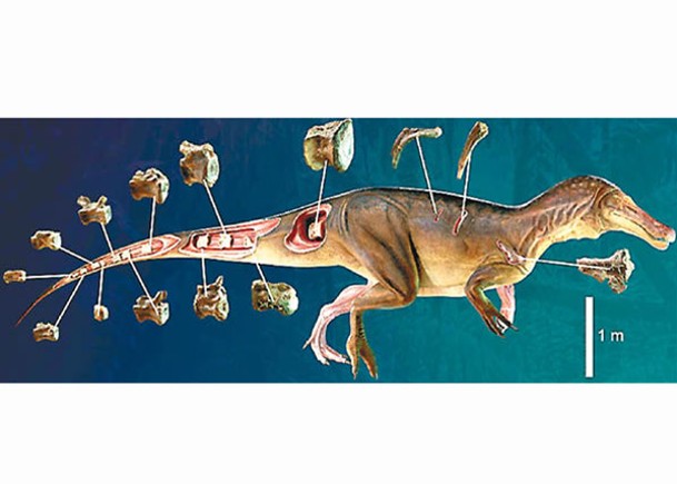 葡國化石  證1.3億年前新種棘龍