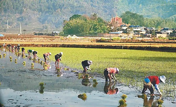 廣西公布新政，鼓勵民眾生產糧食。