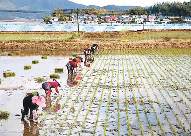 廣西鼓勵地區產糧  獎賞610萬