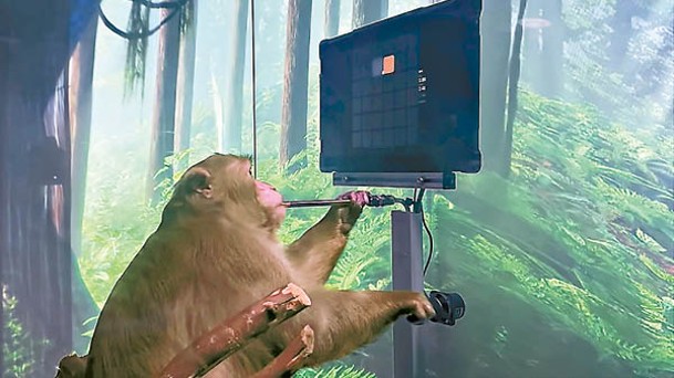 Neuralink利用猴子作研究。