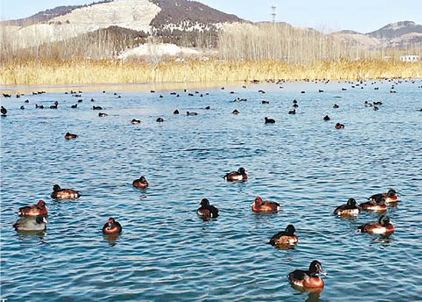 1500青頭潛鴨現身湖旁  全國最大群