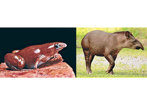 新種青蛙（左圖）的鼻子與貘（右圖）相似。