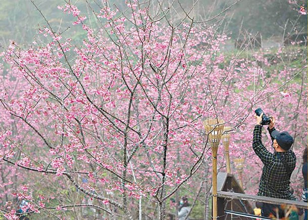 阿里山櫻花盛放  萬人觀賞