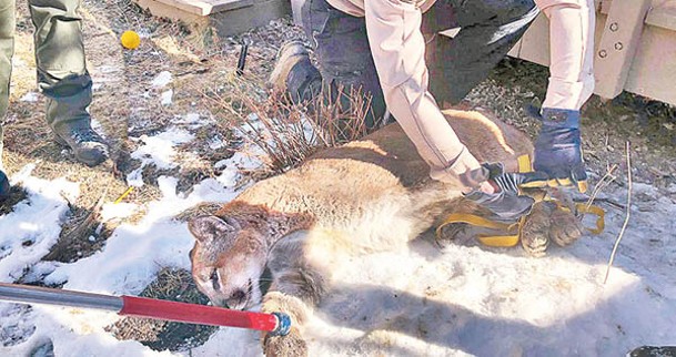 動物援助組織人員帶走美洲獅放歸野外。