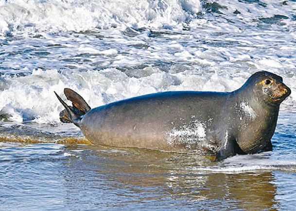 懷孕象海豹  預產期前準時返鄉