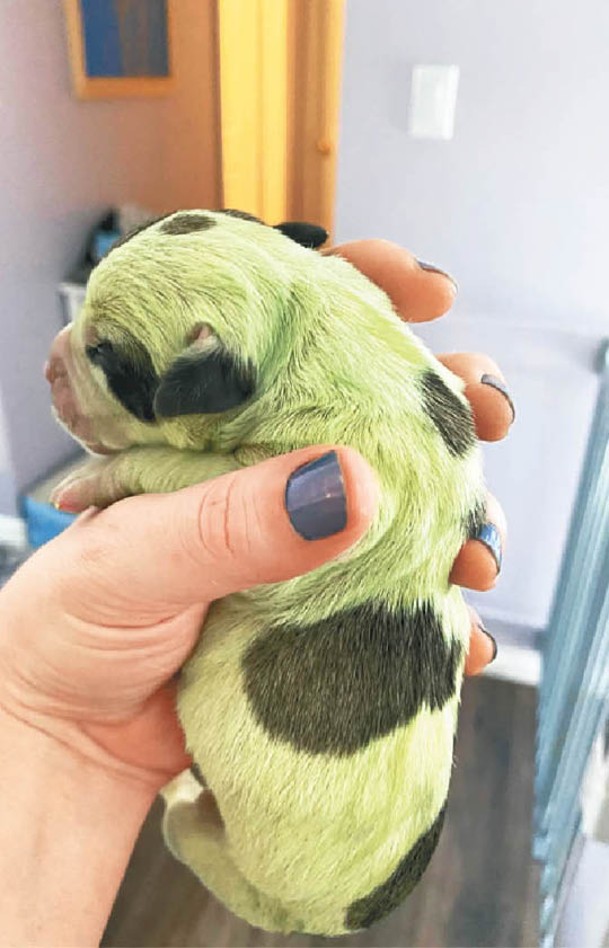 鬥牛幼犬毛髮出生時是綠色。